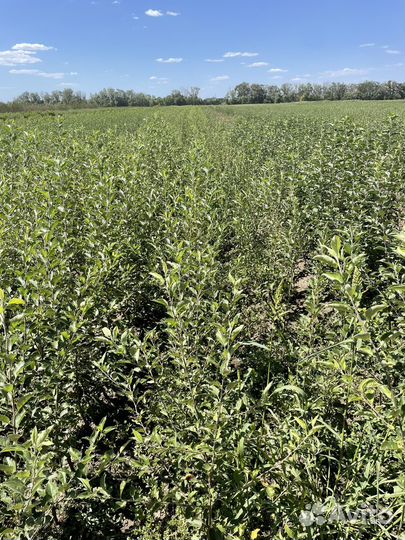 Саженцы плодовых