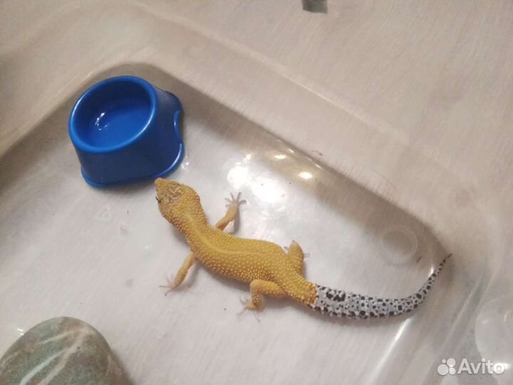 Геккон эублефар ящерица питомец
