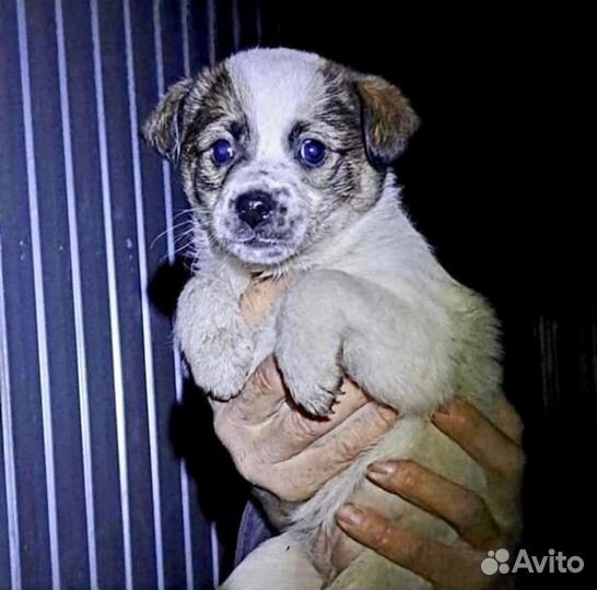 Щенки на охрану