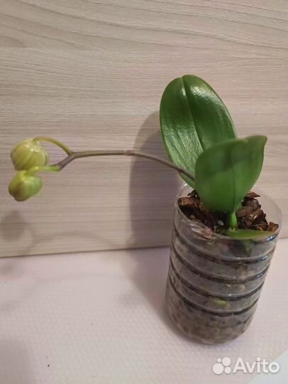 Орхидея P. aunghome Alice Stripe