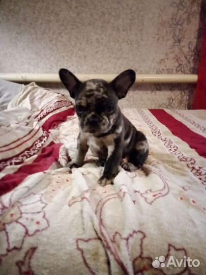 Французский бульдог мальчик