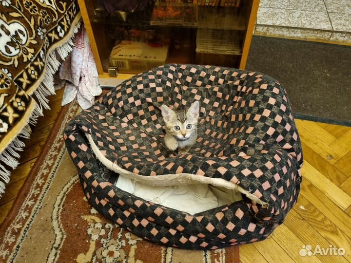 Бенгальские котята - леопардики