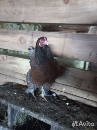 Инкубационное яйцо брама