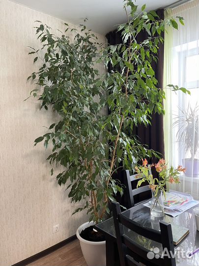 Фикус бенджамина 2,5м