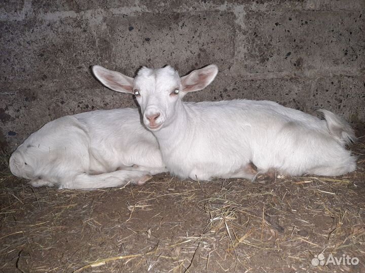 Коза молодая козочка зааненская