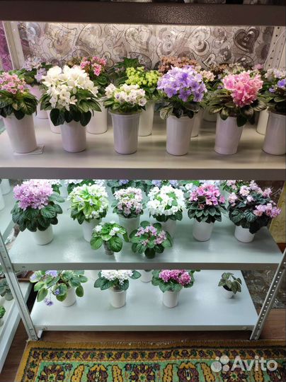 Цветущие фиалки мини-полумини