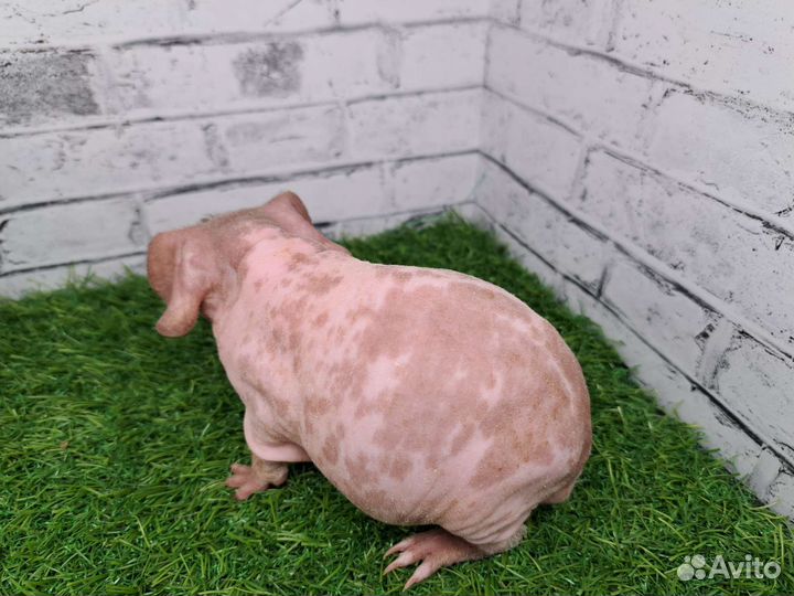 Скинни далматин