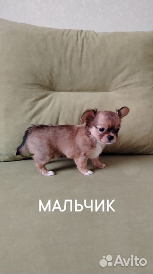 Щенки чихуахуа