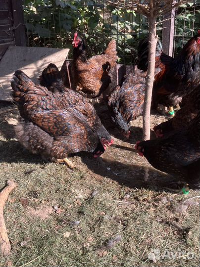 Барневельдер семья цыплята/куры