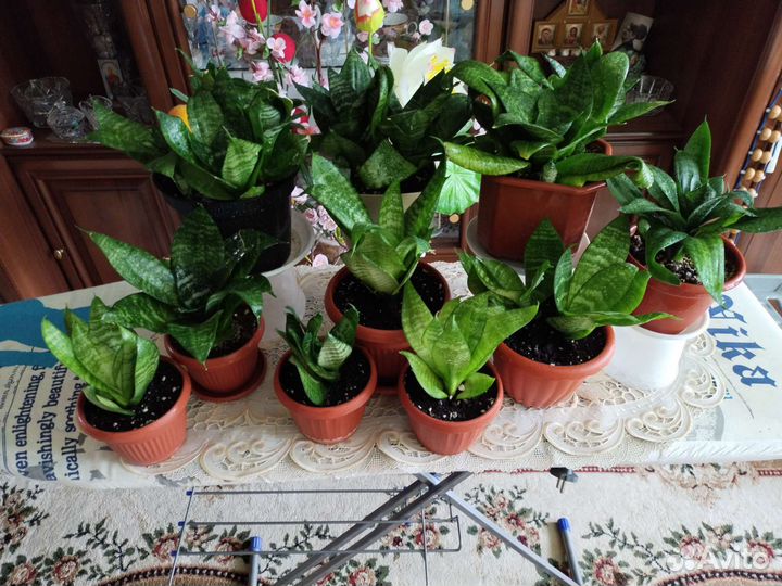 Сансевиерия