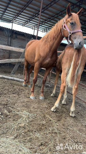 Кобыла с жеребчиком