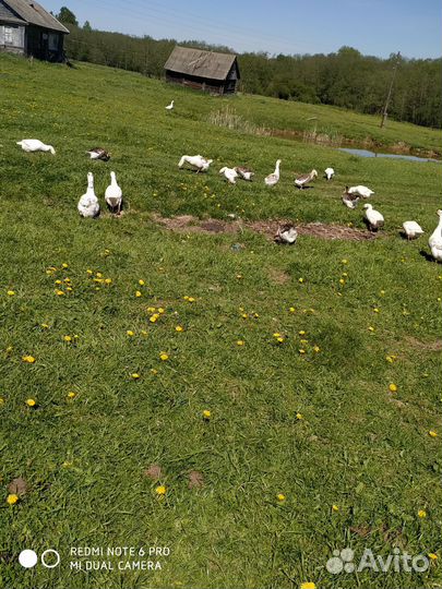 Инкубационные яйцо гусей