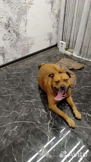 Красавец мальчик ищет девочку