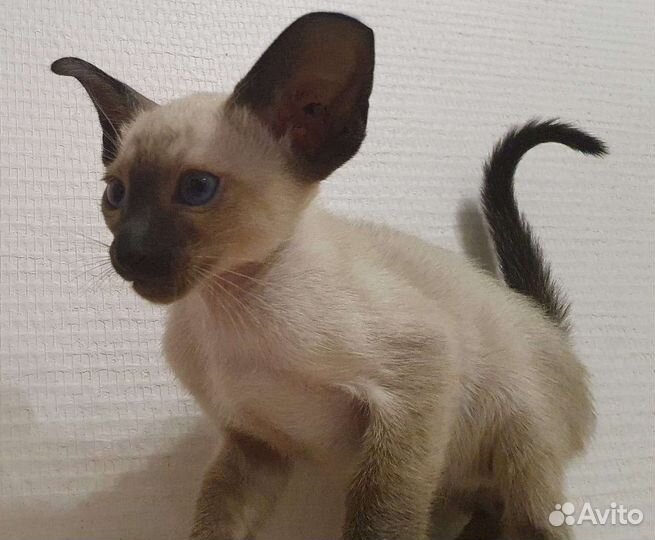 Ориентальные котята