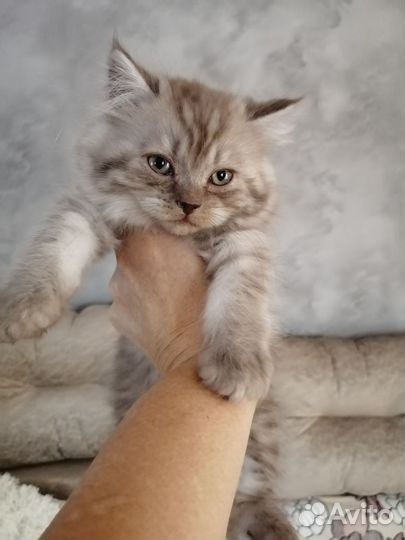 Британские котята