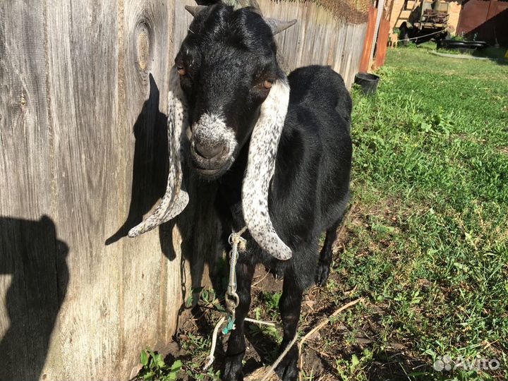 Козлики нубийские продажа