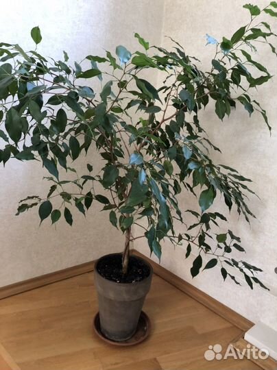Фикус бенджамина