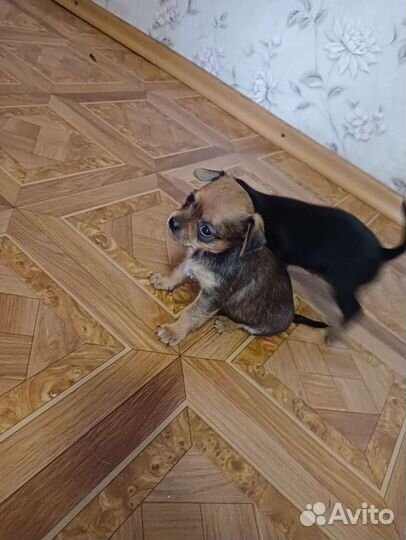Щенки чихуахуа девочки