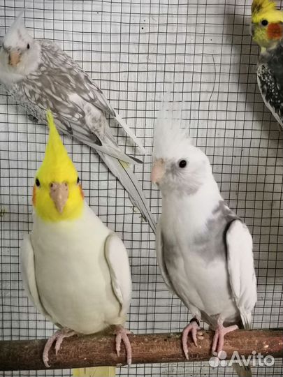 Волнистые и кореллы