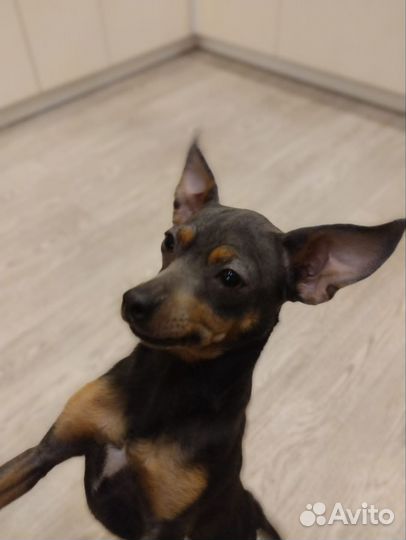 Русский той-терьер вязка