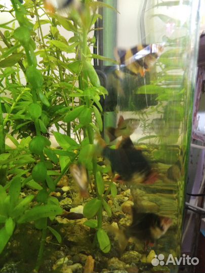 Аквариумные рыбки