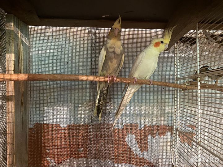 Попугай корелла