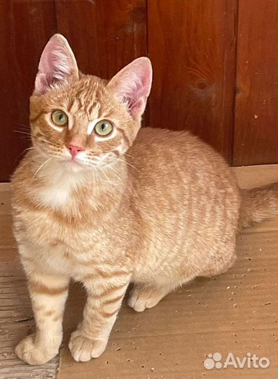 Котенок рыжий ищет дом в дар в добрые руки