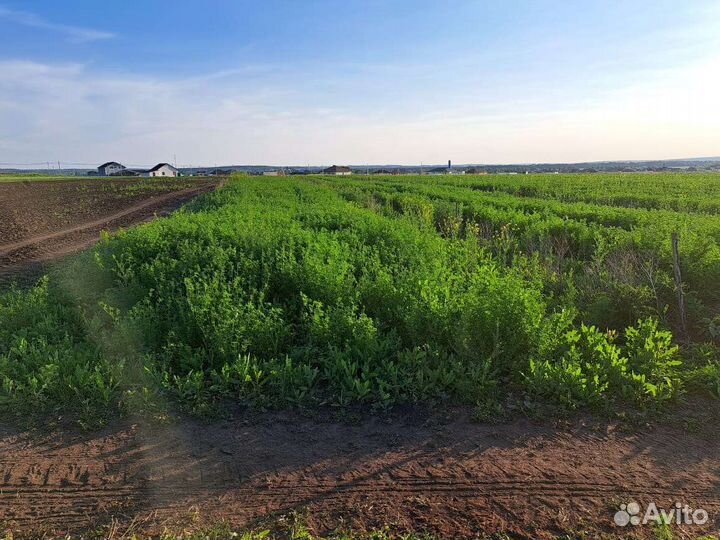 Сено (люцерна)