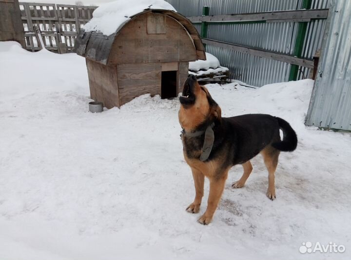 Хочу сторожить Ваш дом