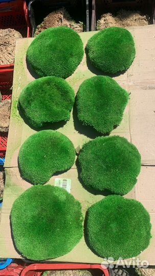 Вертикальное озеленение. Мох. Живая стена