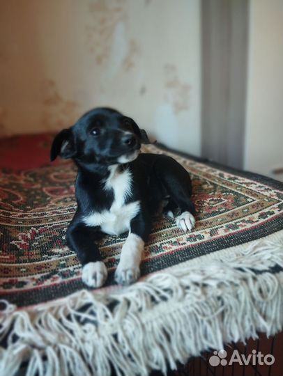 Щенок в добрые руки