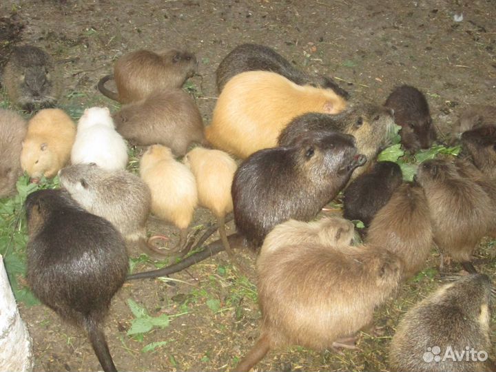 Продам нутрий