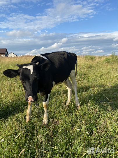 Продажа коров