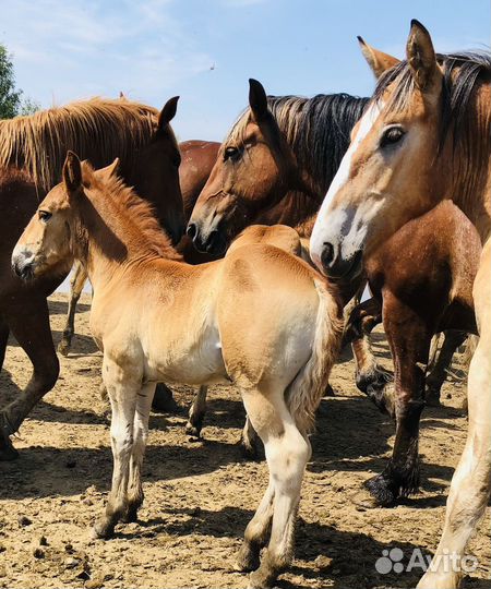 Тяжеловозы