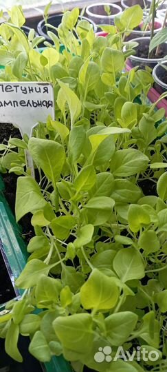 Петуния ампельная