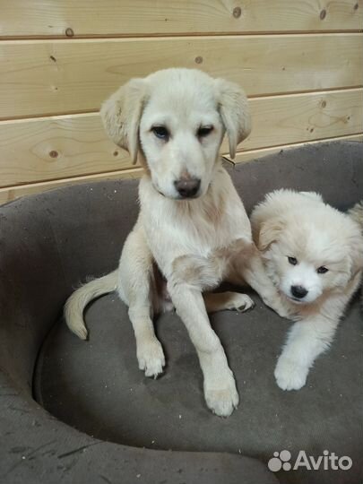 Щенок в добрые руки