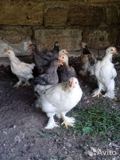 Петушки карликовые кохинхины