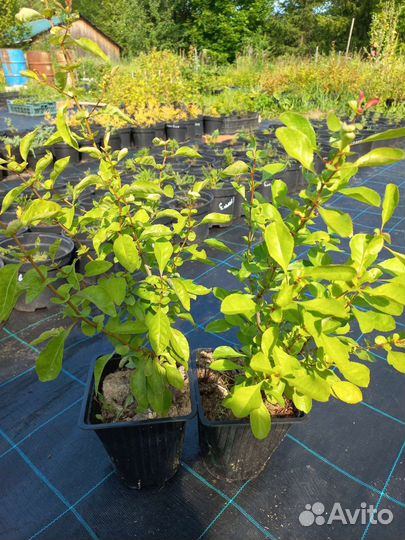 Айва японская хеномелес