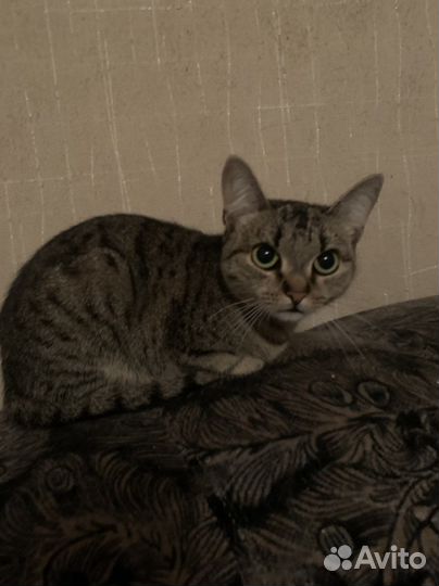 Кошка