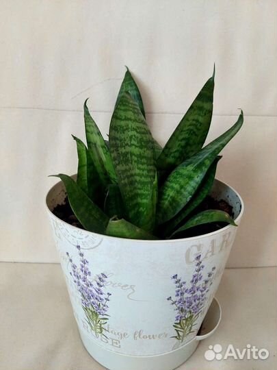 Сансевиерия ханни