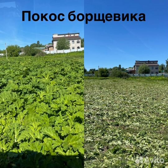 Вспашка дискование покос борщевика трактором