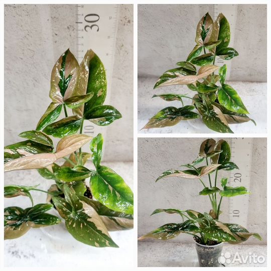 Алоказия, Калатея, Антуриум, сансевиерия