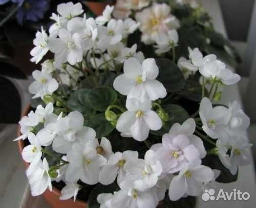 Mini сенполии (мини фиалки), трейлеры, химеры