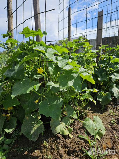 Огурцы свежие