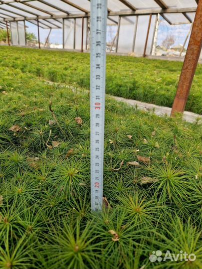 Саженцы сосны обыкновенной зкс оптом