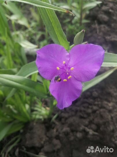 Многолетние цветы и кустарники