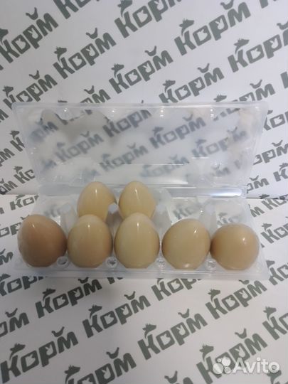 Контейнер для куриных и перепелиных яиц