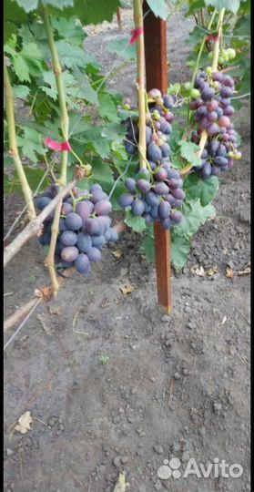 Саженцы и черенки винограда