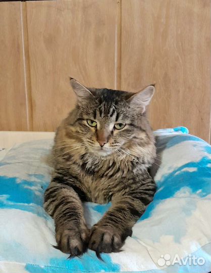 Пушистая кошка метис сибирской