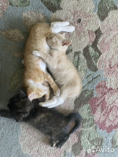 Котята в добрые руки
